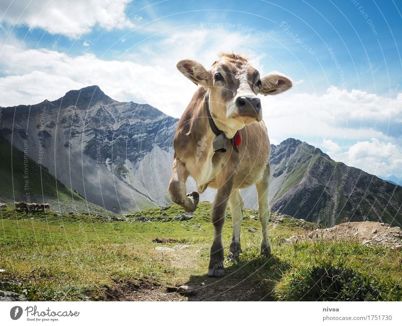Swiss cow model Cheese Yoghurt Dairy Products Hiking Yoga Environment Nature Landscape Plant Animal Earth Sky Clouds Sun Sunlight Summer Weather