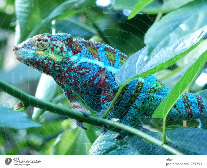 Chameleon in Masoala Hall (rainforest) of Zurich Zoo Leaf Foliage plant Virgin forest Animal Animal face Scales 1 Observe Wait Exotic Green Self Control