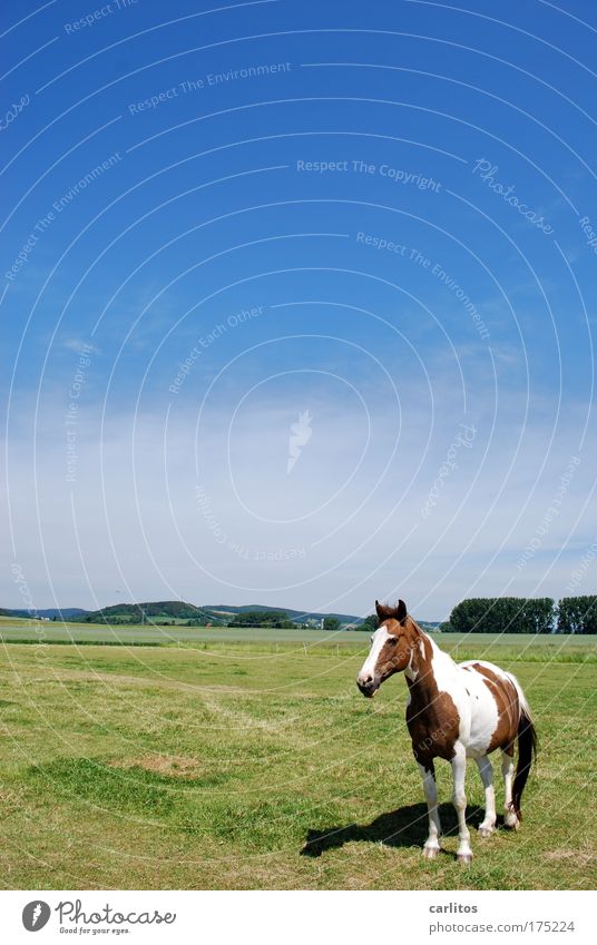 Lucky Luke is just for little cowboys. Wide angle Animal portrait Leisure and hobbies Ride Trip Cloudless sky Summer Meadow Farm animal Horse Observe Relaxation