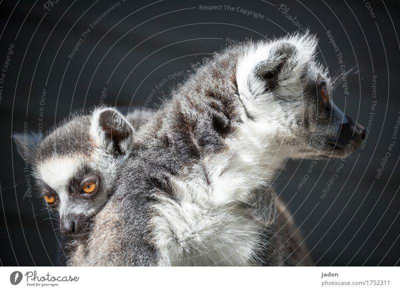we belong together. Nature Animal Animal face Pelt Ring-tailed Lemur Half-apes 2 Pair of animals Baby animal Dream Touch Relaxation Love Looking Embrace