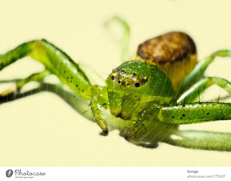 diaea dorsata Colour photo Studio shot Macro (Extreme close-up) Artificial light Animal portrait Wild animal Spider 1 Crawl Sit Disgust Fear Horror Creepy