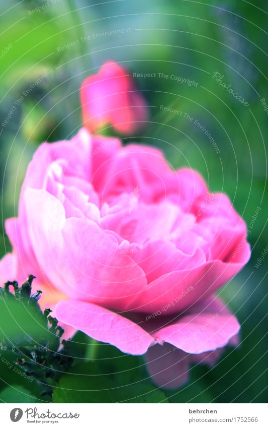 rosy Nature Plant Summer Beautiful weather Flower Rose Leaf Blossom Garden Park Meadow Blossoming Fragrance Summery Fresh Bright Pink Lavender Colour photo