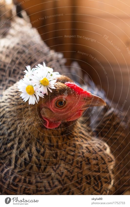 ready for dispatch chicken hen birds Beak Jewellery Hair accessories Wreath Flower wreath Love of animals Daisy Looking into the camera Pet Festive Funny