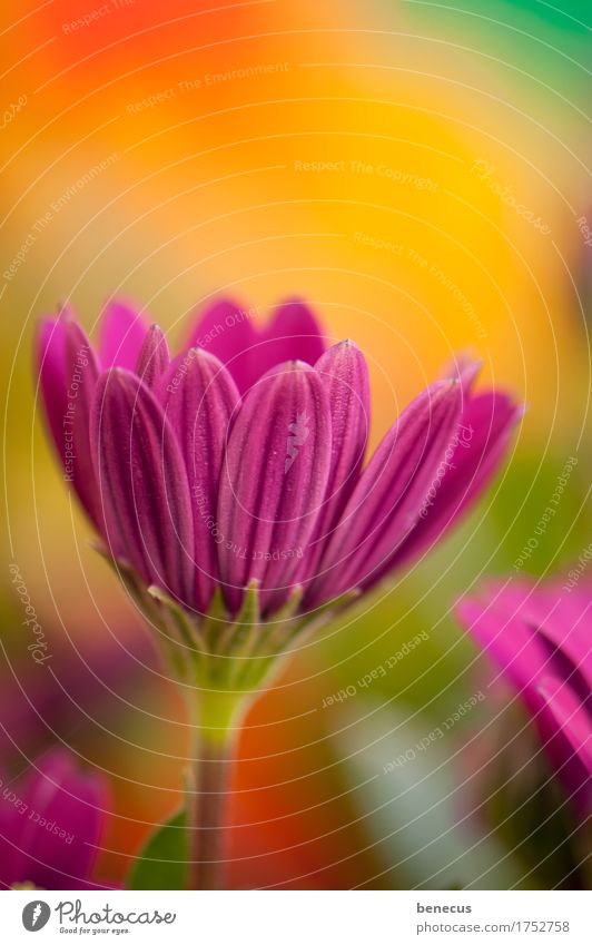 chop basket Plant Spring Flower Beautiful Violet Orange Multicoloured Colour Blossom Detail Complementary colour Blossoming osteospermum composite flower basket