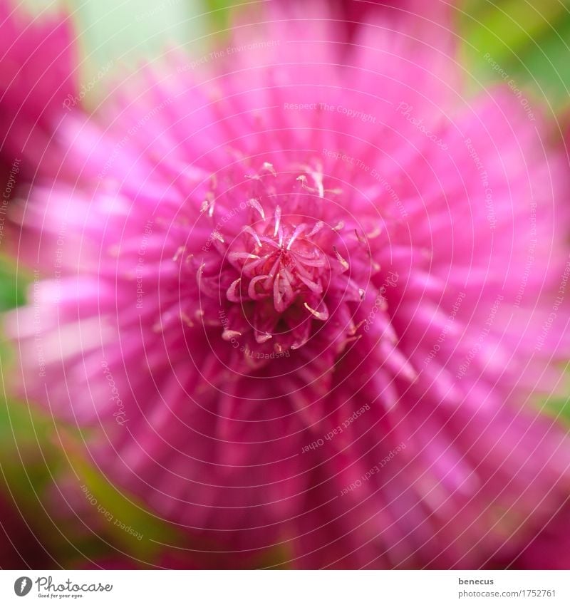 at the zenith Nature Plant Flower Blossom plume Round Beautiful Pink Arrangement Middle Focal point Point Blossom leave Central Radial foxtail plant Thorn