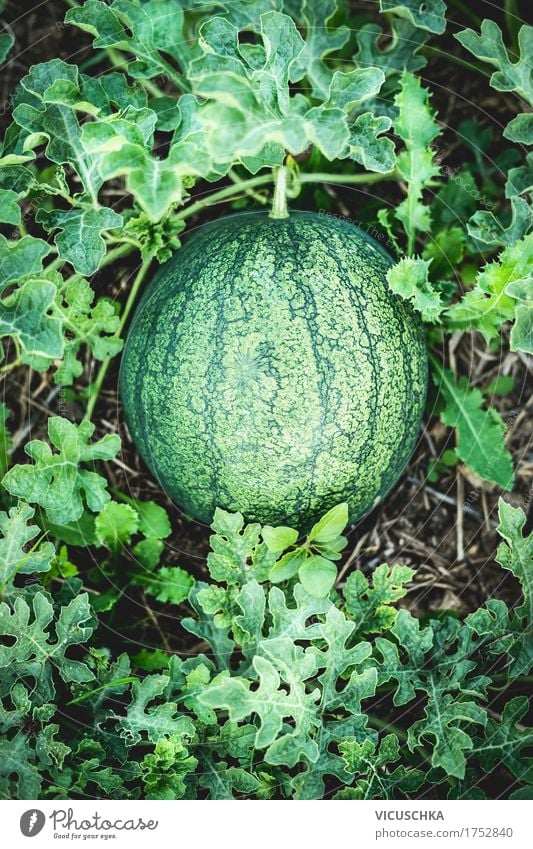 Watermelon in degrees Food Fruit Lifestyle Design Healthy Eating Summer Garden Nature Water melon Organic produce Extend Harvest Earth Plant
