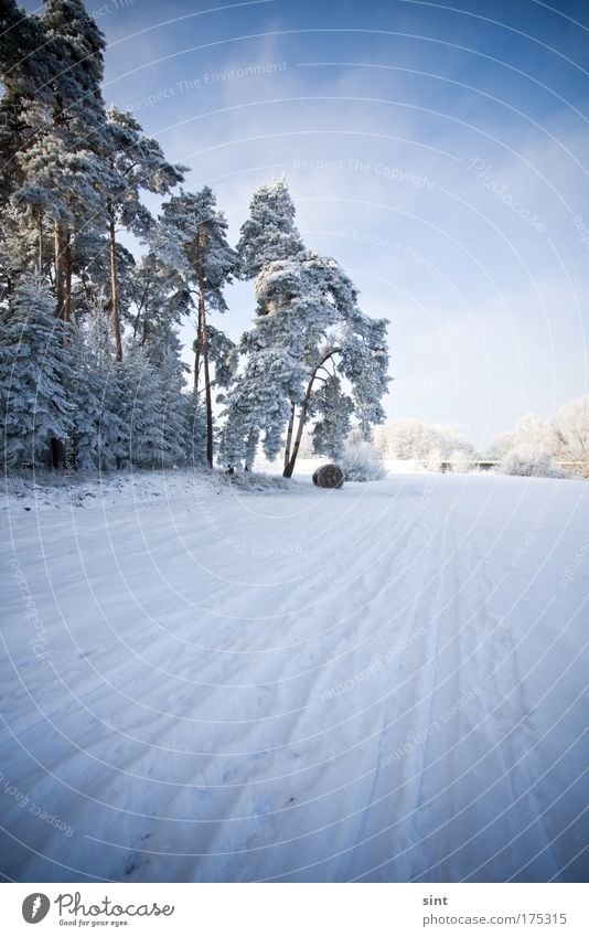 fresh snow Colour photo Exterior shot Copy Space right Copy Space top Day Light Shadow Sunlight Deep depth of field Wide angle Winter Snow Winter vacation