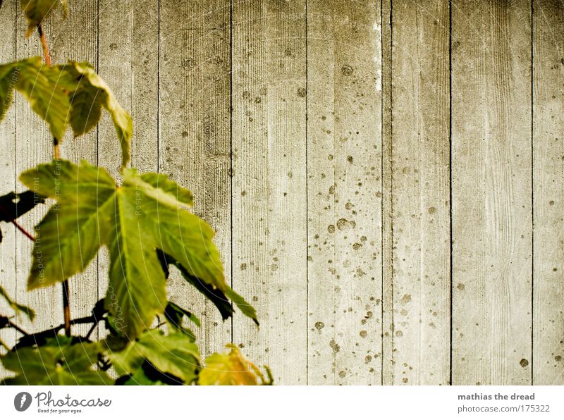 STRUCTURE vs. NATURE Colour photo Exterior shot Pattern Structures and shapes Deserted Neutral Background Day Shadow Sunlight Deep depth of field Plant Leaf