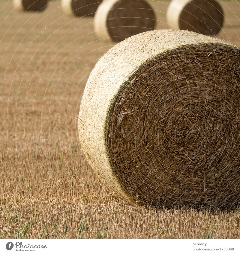 rollin Nature Landscape Earth Summer Autumn Beautiful weather Field Village Round Brown Yellow Hay bale Bale of straw Agriculture Colour photo Exterior shot