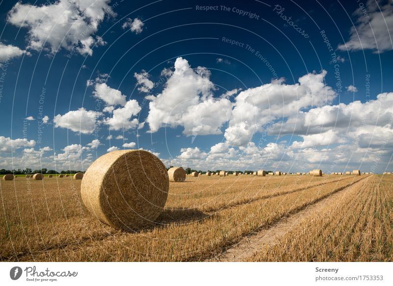 Rolls and clouds Nature Landscape Plant Earth Sky Clouds Summer Autumn Beautiful weather Field Village Round Blue Brown Yellow White Agriculture Tracks