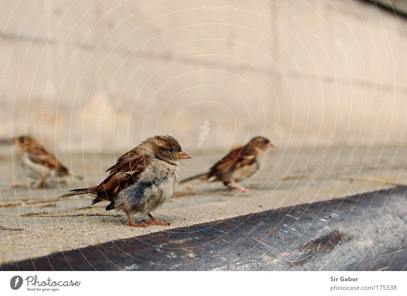 Sparrows on the Kaymauer Colour photo Exterior shot Close-up Deserted Copy Space top Day Sunlight Blur Worm's-eye view Animal Bird 3 Group of animals Stone