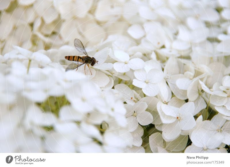Hoverfly in paradise Colour photo Subdued colour Exterior shot Copy Space right Day Blur Animal portrait Nature Plant Spring Summer Flower Blossom Fly Bee