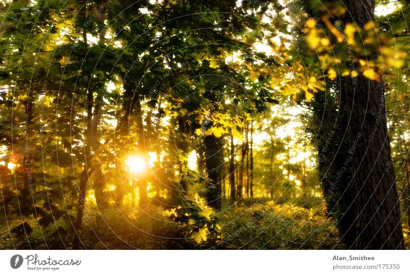 Last autumn Colour photo Multicoloured Exterior shot Deserted Evening Twilight Sunlight Sunbeam Sunrise Sunset Back-light Shallow depth of field