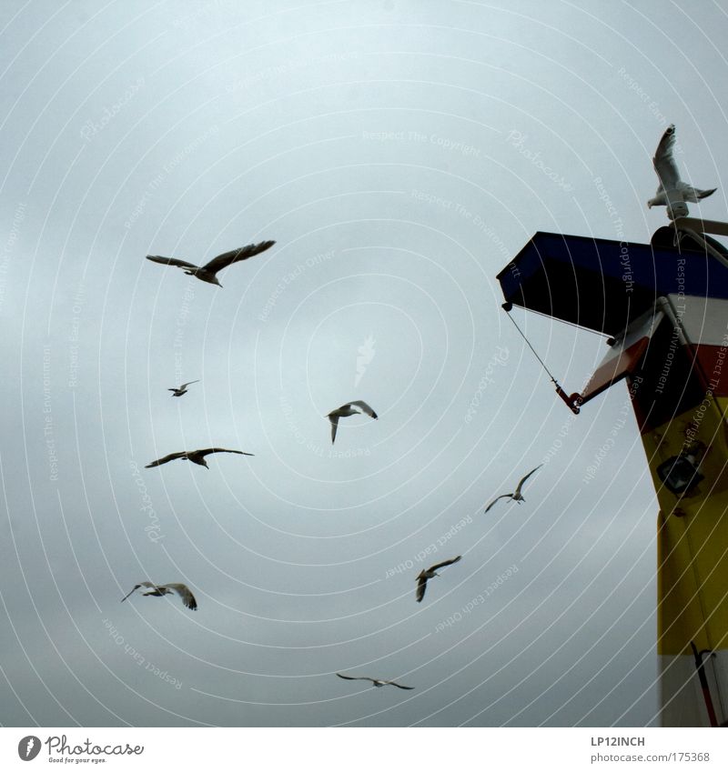 [KI09.1] NINE Environment Nature Storm clouds Summer Baltic Sea Ocean Navigation Inland navigation Steamer Bird Group of animals Observe Flying Gray Together