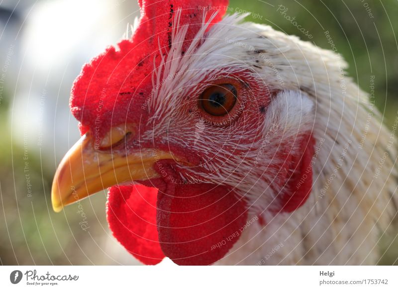 Everything in view... Animal Farm animal Barn fowl 1 Looking Authentic Uniqueness Natural Yellow Gray Green Red White Contentment Attentive Life Head Crest Beak