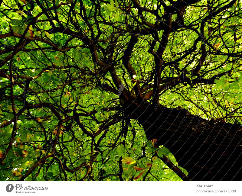 Nature Tree Green Plant A Royalty Free Stock Photo From