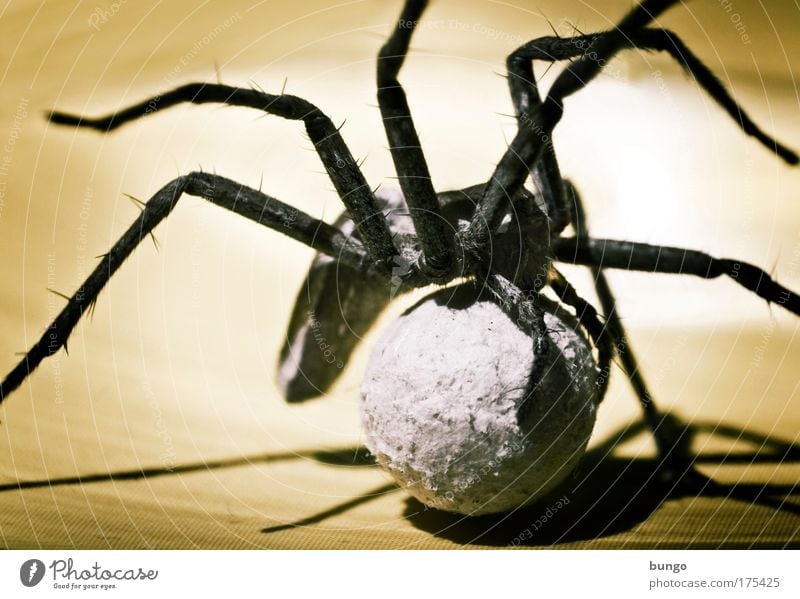 lycosidae Colour photo Macro (Extreme close-up) Artificial light Shadow Contrast Silhouette Animal portrait Spider 1 Animal family Nature