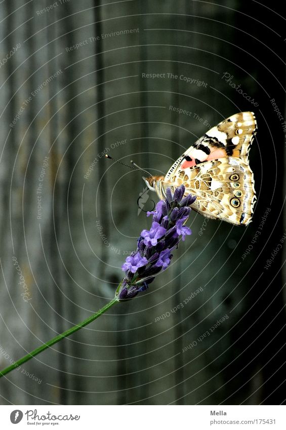 Butterfly photos are the new flower photos Colour photo Multicoloured Exterior shot Deserted Copy Space left Copy Space top Copy Space bottom Day