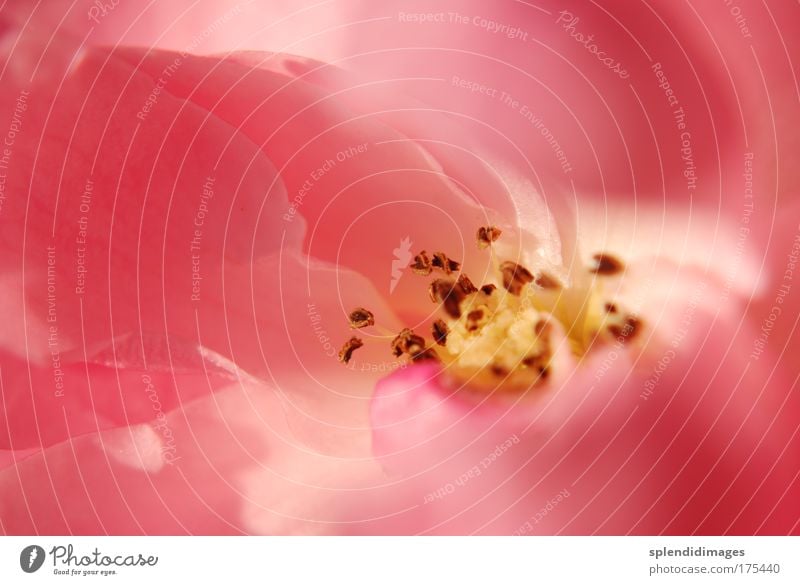 Gentle floret Exterior shot Macro (Extreme close-up) Morning Nature Plant Spring Summer Rose Rose blossom Rose leaves Blossom Pistil Pollen Esthetic Elegant