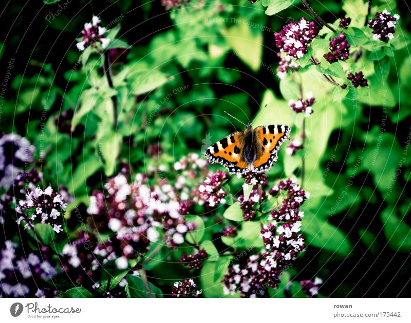 summer garden Colour photo Exterior shot Day Environment Nature Plant Spring Summer Flower Blossom Garden Park Meadow Butterfly Flying Esthetic Beautiful Joy