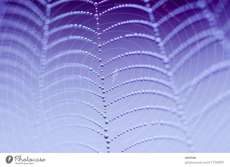 Macro shot of water drops on a spider's web against a blue background Spider's web Drops of water Rain Water Net Network Violet White Pearl necklace String