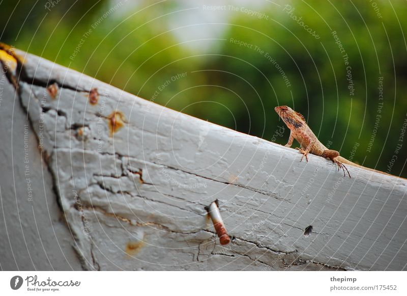 lizard Colour photo Multicoloured Exterior shot Day Sunlight Deep depth of field Central perspective Animal portrait Saurians 1 Observe Aggression Exotic Green