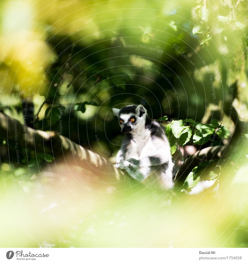 Lemurs Environment Nature A Royalty Free Stock Photo From Photocase