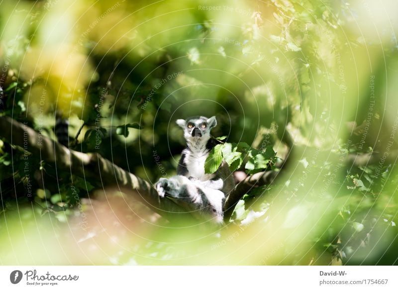 What are you looking at? Nature Sun Summer Beautiful weather Plant Forest Virgin forest Animal Farm animal Wild animal Animal face Pelt Zoo 1 Observe Sit Eyes