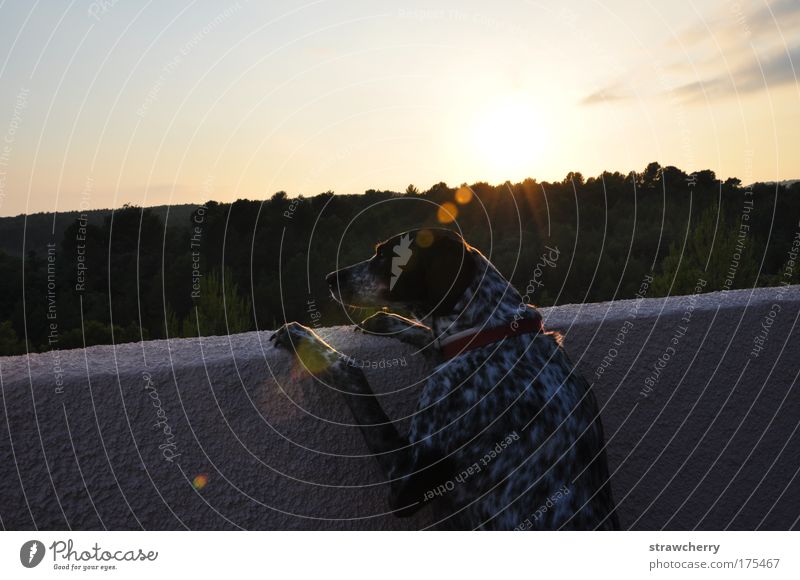 nostalgia Colour photo Exterior shot Deserted Copy Space top Evening Twilight Sunrise Sunset Central perspective Animal portrait Half-profile Looking away