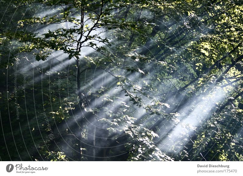 Power of light Colour photo Exterior shot Structures and shapes Morning Dawn Day Light Shadow Contrast Sunlight Sunbeam Nature Landscape Plant Air Spring Summer