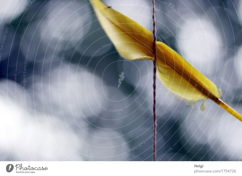 catch the dream... String Feather Hang Exceptional Simple Beautiful Uniqueness Blue Yellow Gray White Dream Creativity Dreamcatcher Point of light Colour photo