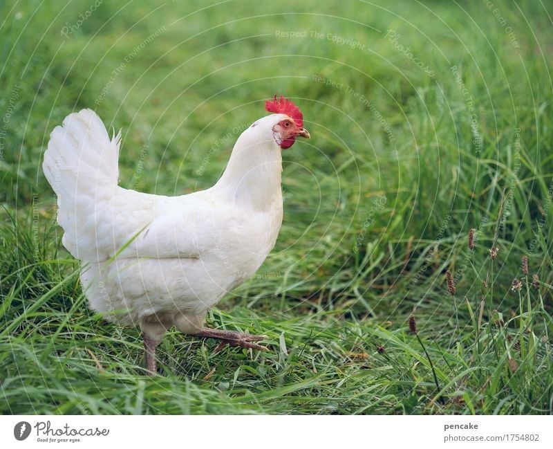 What's the matter, chicken or egg? Meadow Farm animal 1 Animal Good Feminine Life Survive Barn fowl White Walking Egg Grass Philosophy Ask Wisdom Colour photo