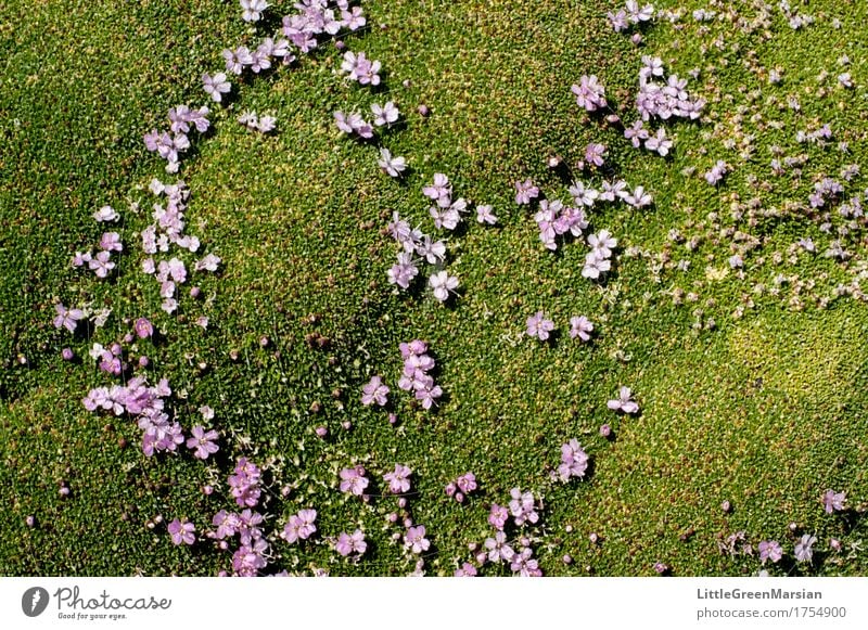 Flowerbed [4] Nature Plant Summer Moss Wild plant Garden Park Forest Esthetic Firm Beautiful Wet Soft Blossom Wetlands Ground Ground cover Colour photo