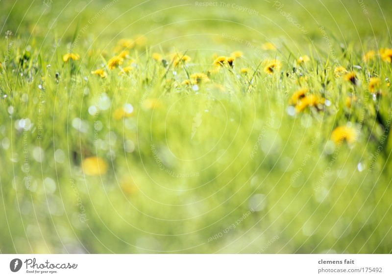 in the field near the street Colour photo Exterior shot Deserted Copy Space bottom Copy Space middle Neutral Background Day Light Blur Shallow depth of field
