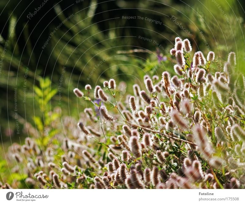 wild meadow Colour photo Exterior shot Day Evening Environment Nature Landscape Plant Sunlight Summer Beautiful weather Warmth Grass Bushes Wild plant Park