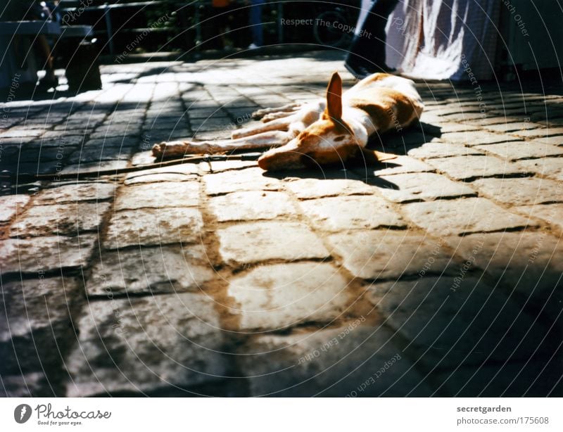 dog days. Colour photo Subdued colour Exterior shot Close-up Lomography Deserted Copy Space bottom Morning Dawn Day Light Shadow Sunbeam Shallow depth of field