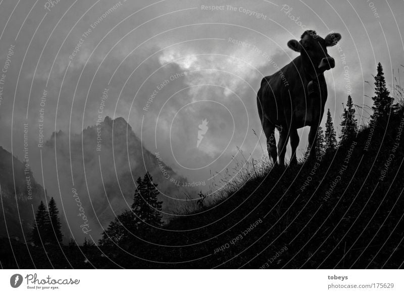 The Ammergau Alps Nature Clouds Fog Field Hill Rock Mountain Peak Cow Bull Aggression Bell Allgäu Allgäu Alps Yodel Mountaineering Climbing Hiking