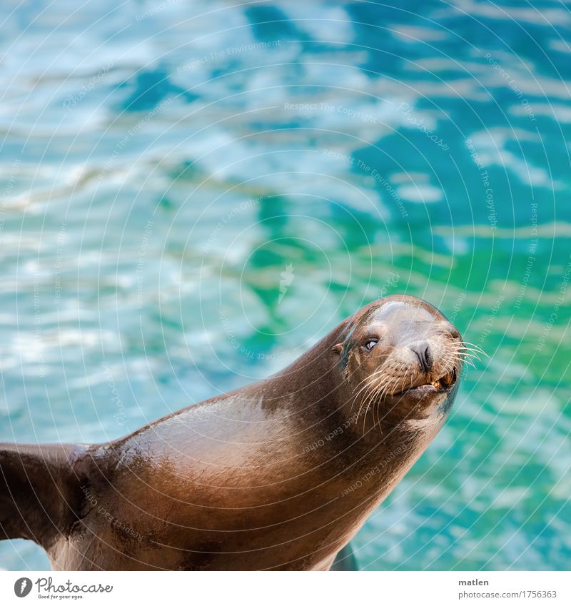 smiley Water Animal Wild animal 1 Smiling Athletic Maritime Wet Blue Brown Sea lion Show your teeth Wink Colour photo Exterior shot Close-up Deserted