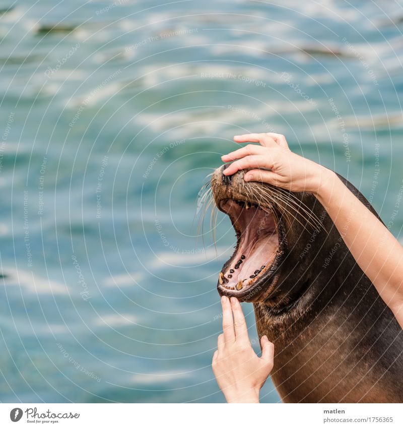 monitors dental health Feminine Arm Hand Fingers 1 Human being Animal Animal face Blue Brown Sea lion Muzzle Set of teeth Indicate Open Colour photo