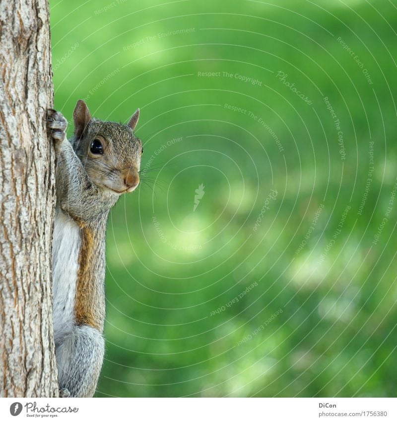 Curious rodent Nature Tree Park Animal Wild animal Squirrel 1 Observe Hang Brash Cuddly Curiosity Cute Green Watchfulness Interest Colour photo Exterior shot