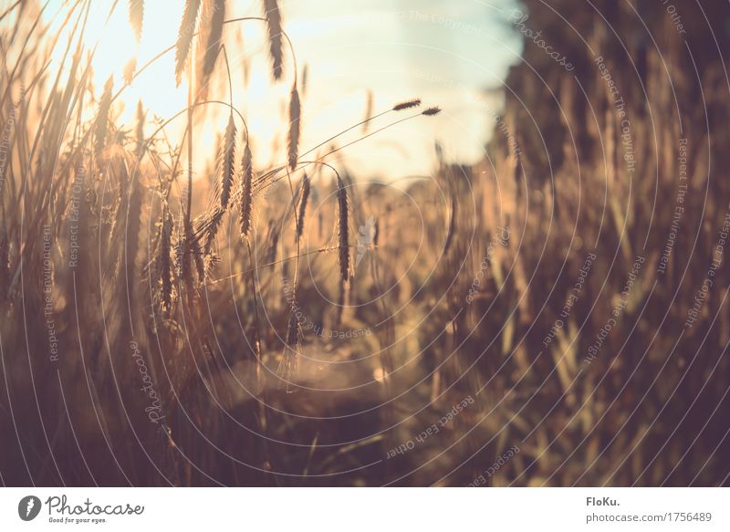 Golden Autumn Grain Gardening Agriculture Forestry Environment Nature Plant Sun Sunrise Sunset Sunlight Beautiful weather Grass Agricultural crop Meadow Field