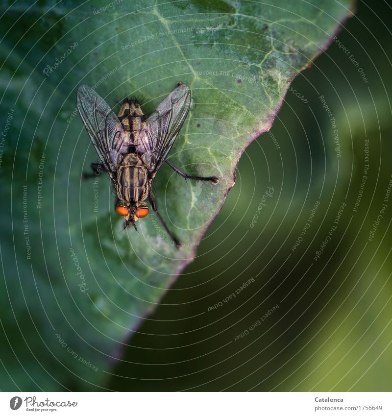 Fly sitting on a cabbage leaf Nature Plant Leaf Foliage plant Agricultural crop Broccoli Garden Vegetable garden Animal Insect 1 Observe Flying Crawl Glittering