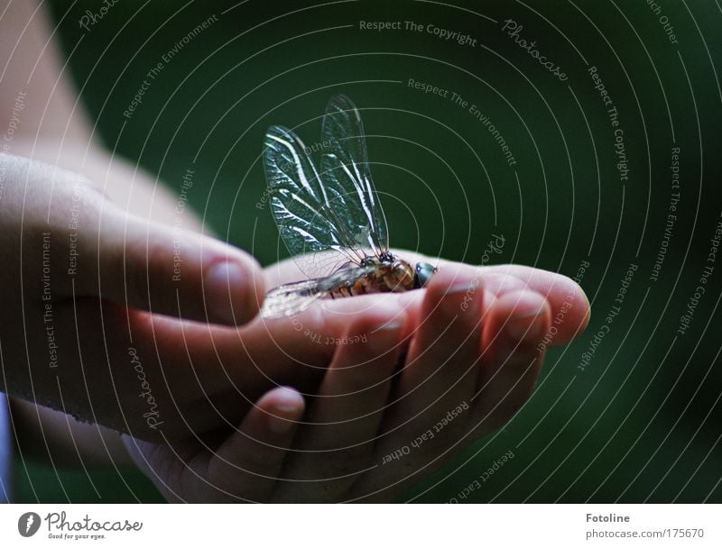 Goodbye! Colour photo Multicoloured Exterior shot Day Human being Hand Fingers Environment Nature Animal Park Wing 1 Old Touch Dragonfly Dragonfly wings