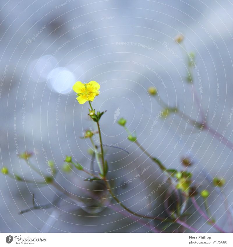 little flower Colour photo Subdued colour Exterior shot Day Light Shallow depth of field Bird's-eye view Environment Nature Plant Spring Summer Flower Blossom