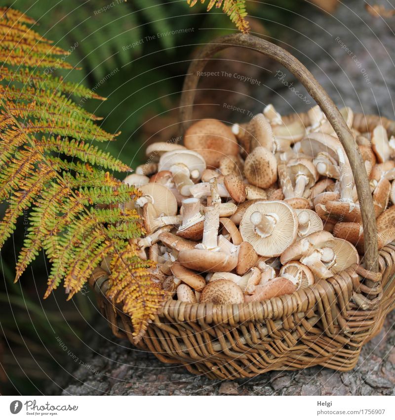 Mushroom season begins Environment Nature Plant Autumn Leaf Wild plant Fern Fern leaf Tree trunk Forest Basket Wood Lie Stand Growth Exceptional Fragrance Small