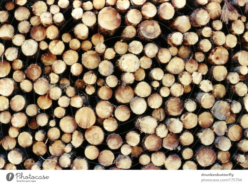pine Colour photo Exterior shot Wood Nature Tree trunk Stone pine Stack Tree bark Harz Industry Fire Structures and shapes Saw