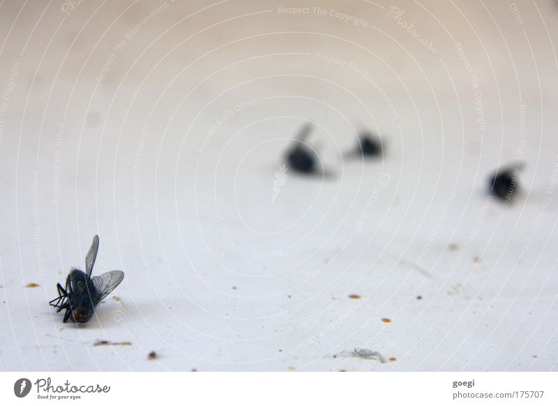 R.I.P. Fly 4 Animal To dry up Dirty Disgust Broken Small Dry Death End Transience Colour photo Interior shot Close-up Day Shallow depth of field Dead animal