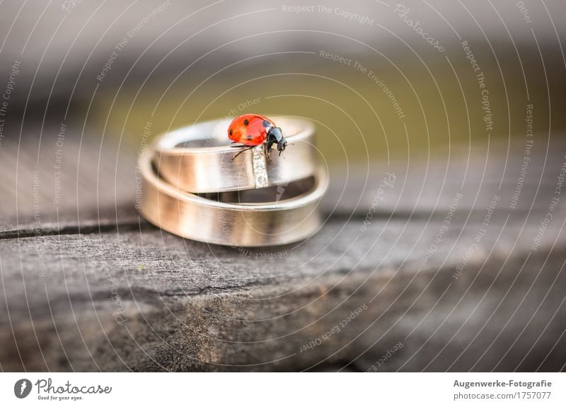 ring beetle Beetle Ladybird 1 Animal Ring Jewellery Wedding band Gold Red Matrimony Colour photo Exterior shot Close-up Detail Macro (Extreme close-up)