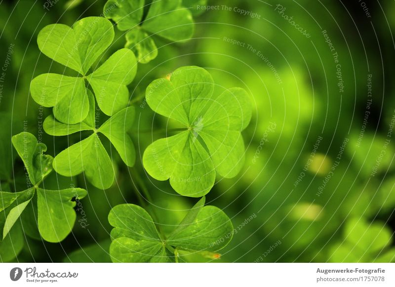 shamrock Plant Summer Leaf Foliage plant Clover Cloverleaf Meadow Forest Green Happy Colour photo Exterior shot Macro (Extreme close-up) Copy Space right Day