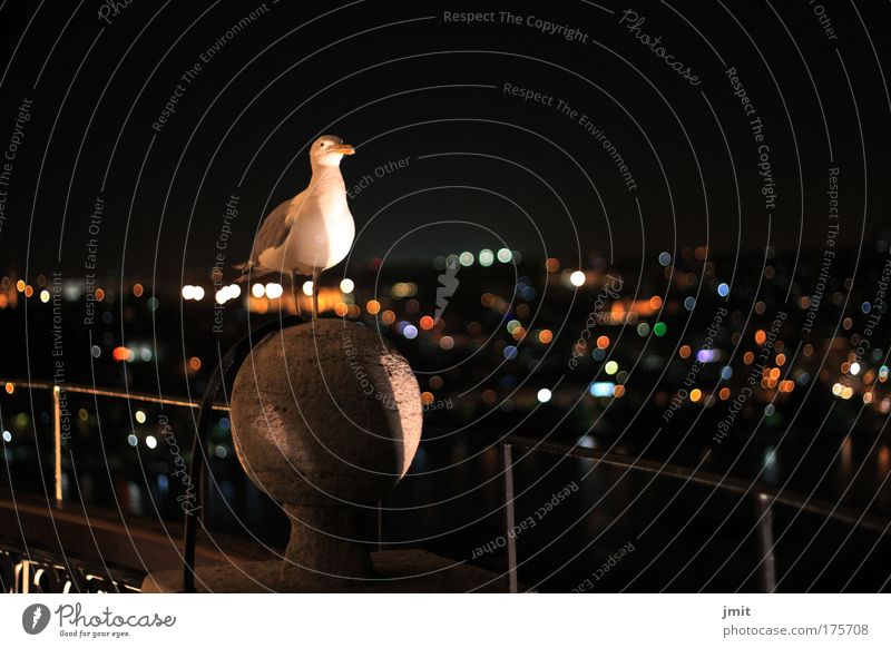 bird Exterior shot Night Bird's-eye view Animal portrait Looking Wild animal 1 Observe Curiosity